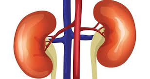 kidney