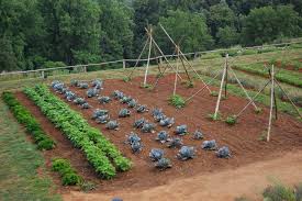 vegetable gardening